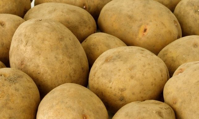 Картопля Богуслав купити картоплю Богуслав картопля їстівна Богуслав