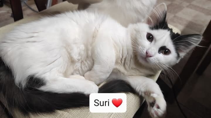 O Rubi & a Suri Procuram Papás