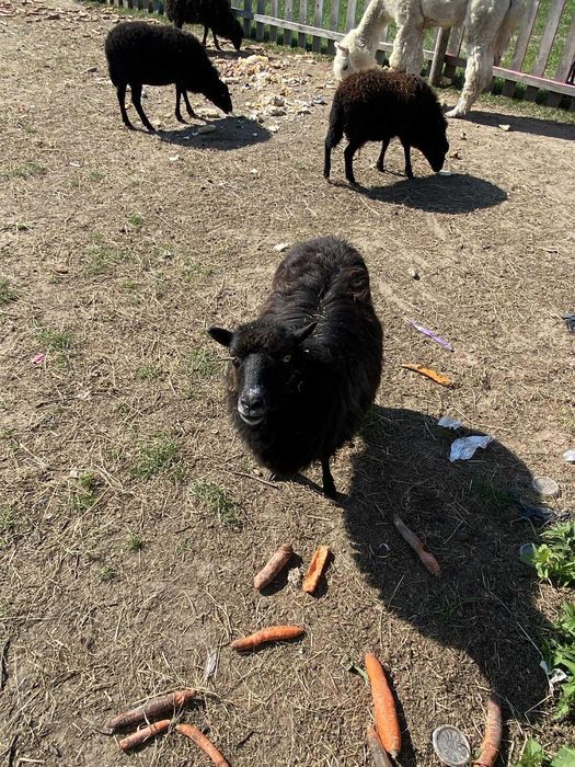 Sprzedam owce Miniaturki od 50 zł/sztuka