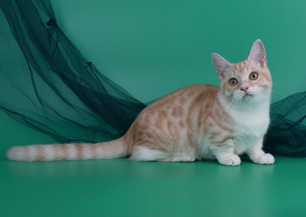 Хлопчик манчкін стандарт