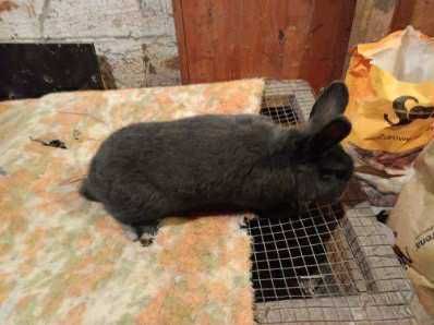 Samiec wiedeński niebieski