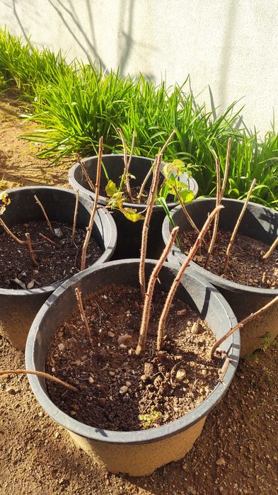 Framboesa Amarela mudas