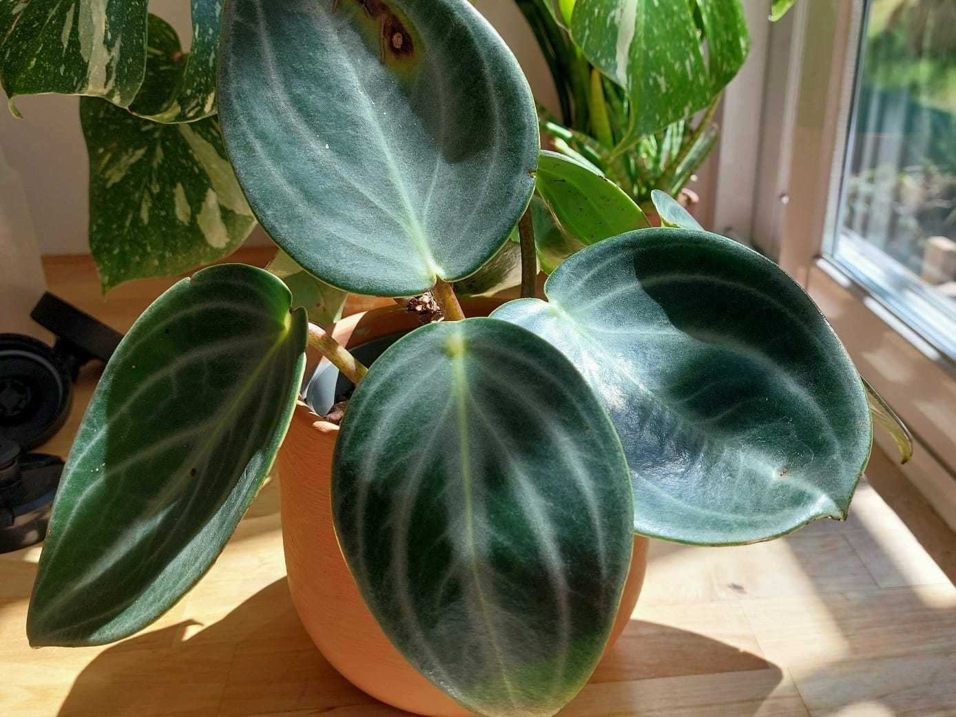 Planta Peperomia Sarcophylla
