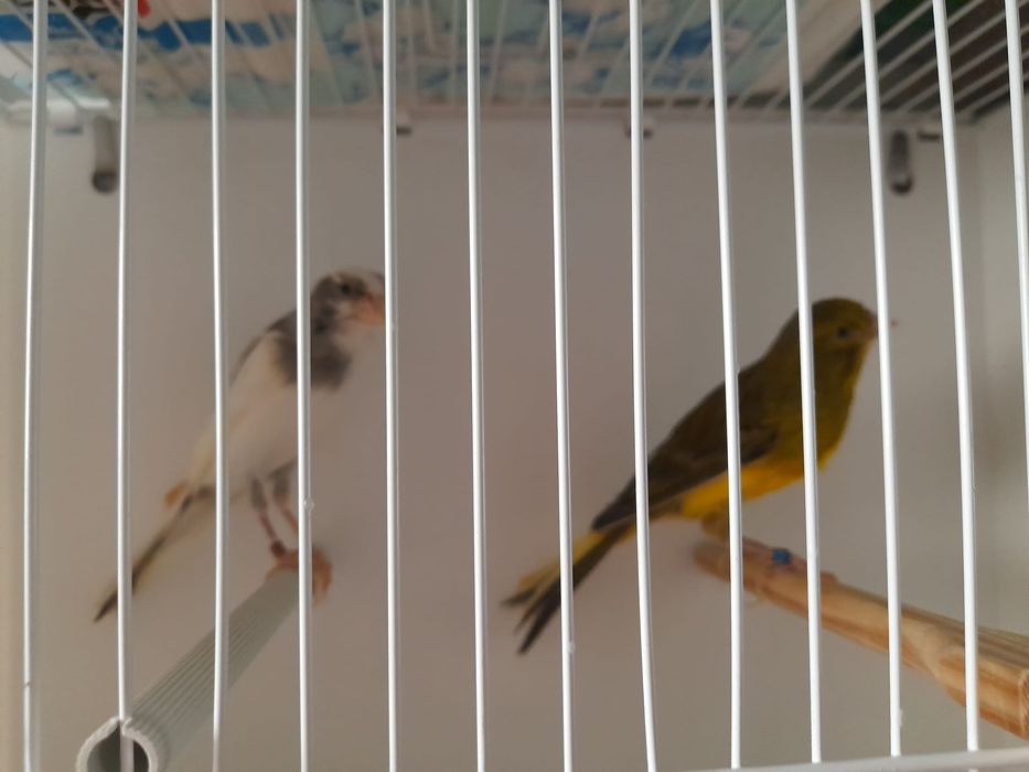 Canario largues espanhol