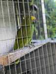 aves repordutoras/papagaios campeiros( ochrocephala)