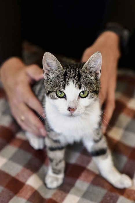 3,5 - miesięczna MINNIE szuka domu