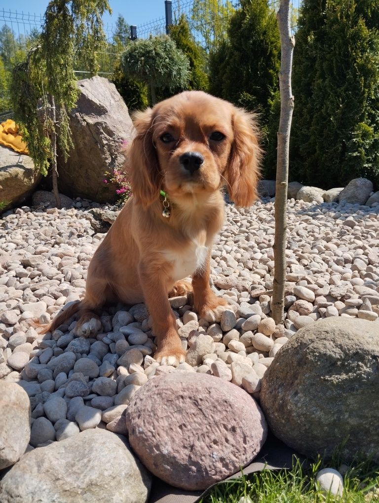 Samczyk cawalier King Charles spaniel z Rodowodem