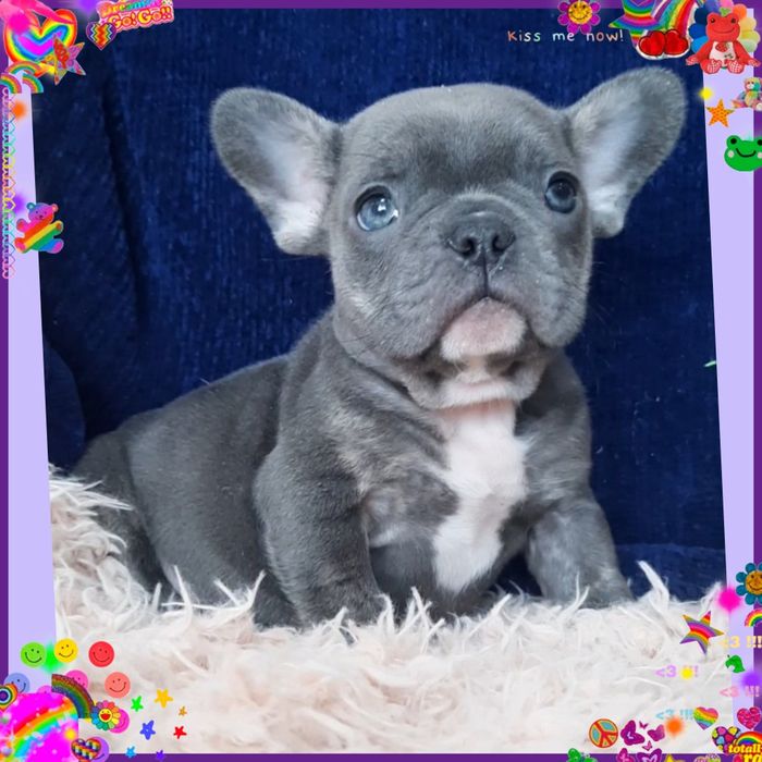 Справжній красунчик