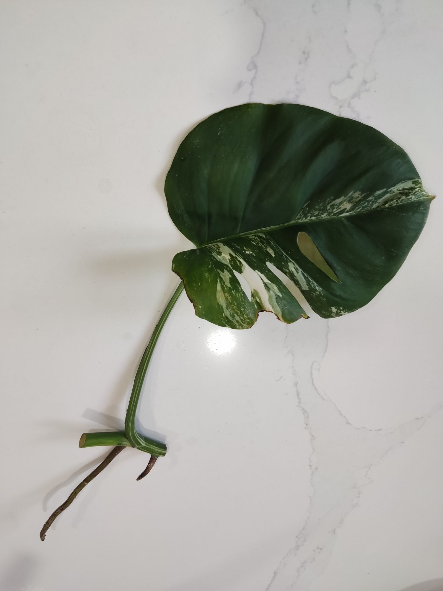 Monstera Variegata