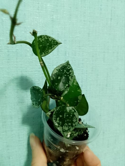 Хойя Крохніана Сплеш