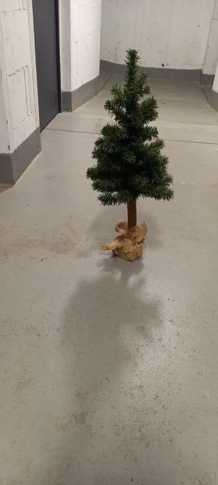 Choinka Mała na pniu