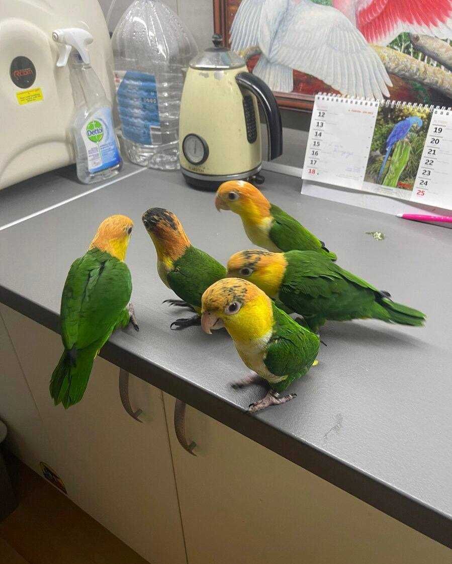 Энергичные попугаи Каики: добавьте движение и радость в свою жизнь
