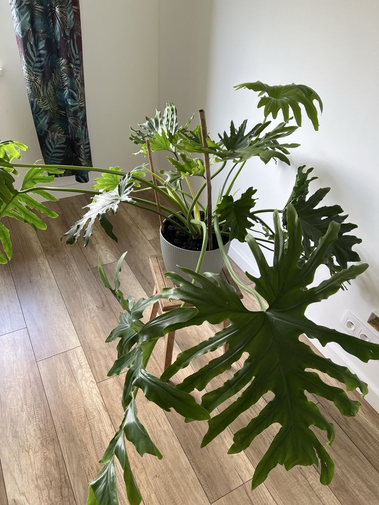bipinnatifidum philodendron