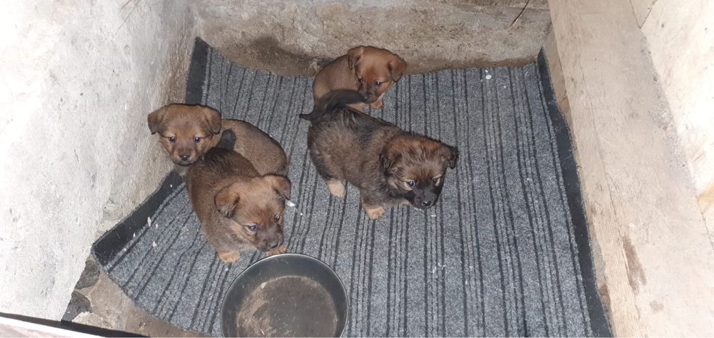 Pieski male szczenieta