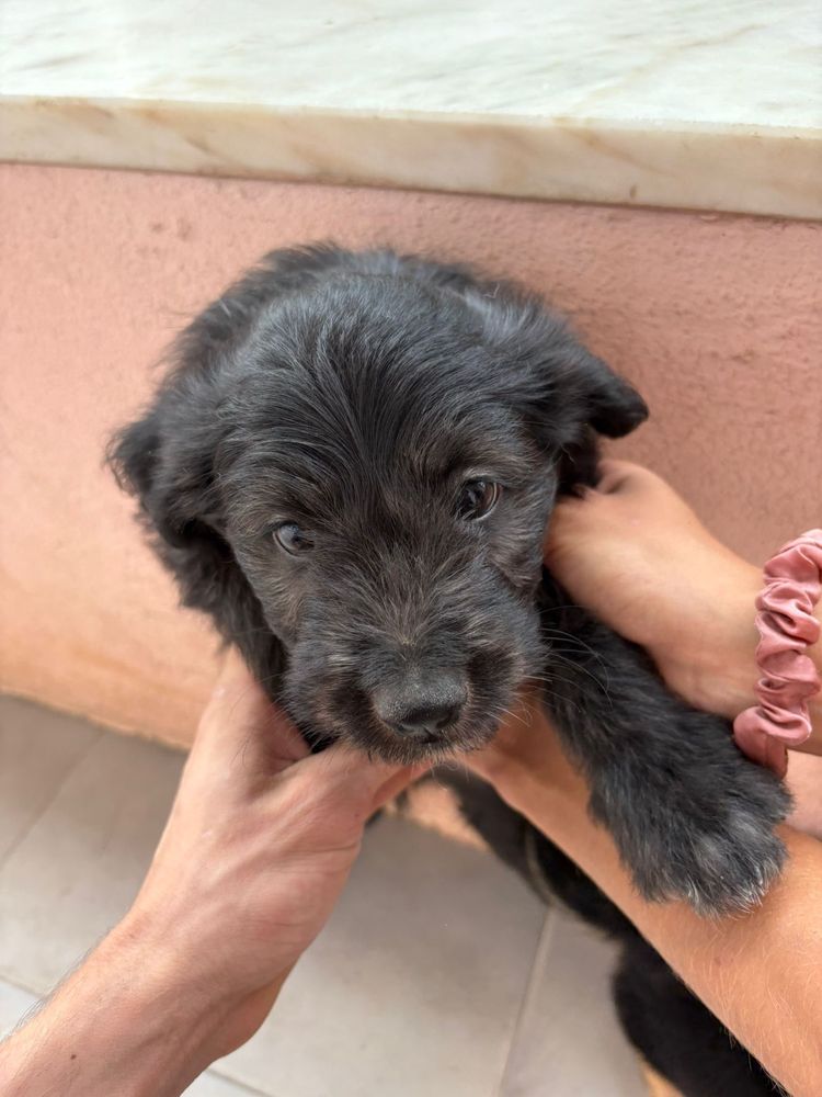Cães filhotes para adoção