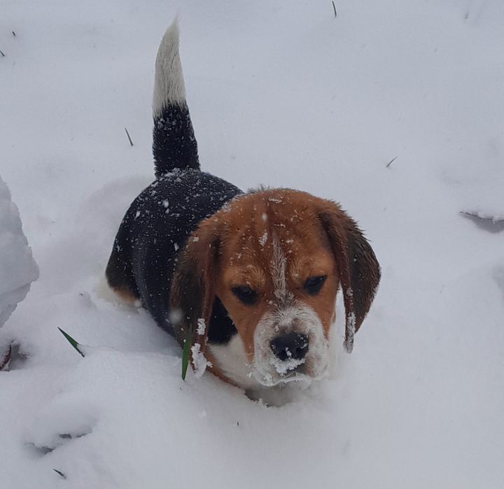 Beagle szczeniak ZKwP (FCI)