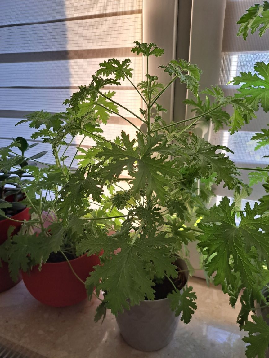 Anginka, pelargonie, geranium roślinka doniczkowa