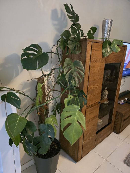 Monstera kwiat duża kwiatek