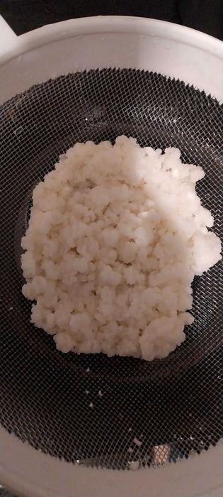 Grzybek Tybetański probiotyk