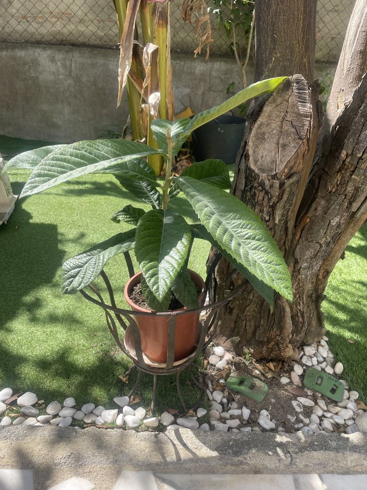 Pe de nesperas varios tamanhos