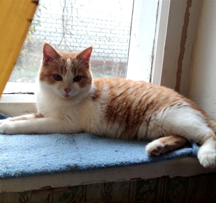 Віддам _ кішки_ кошеня_ стеша