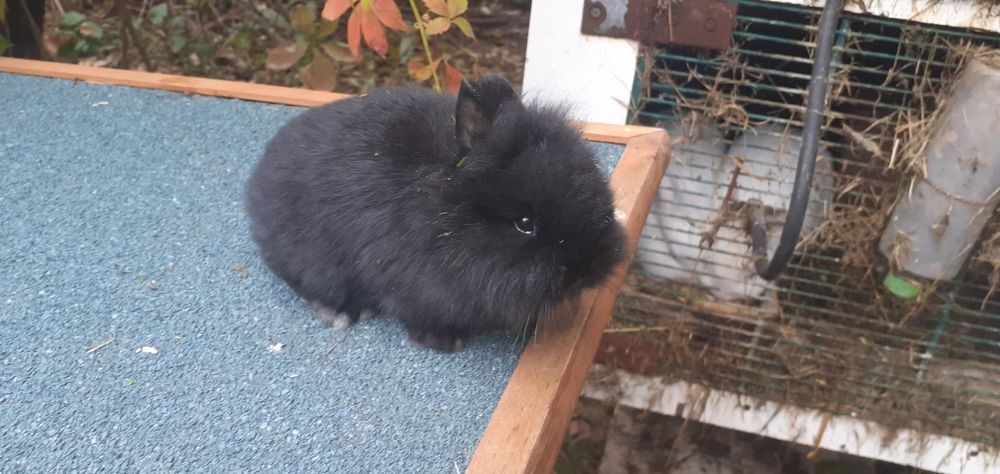 Króliczki malutkie czarnusie