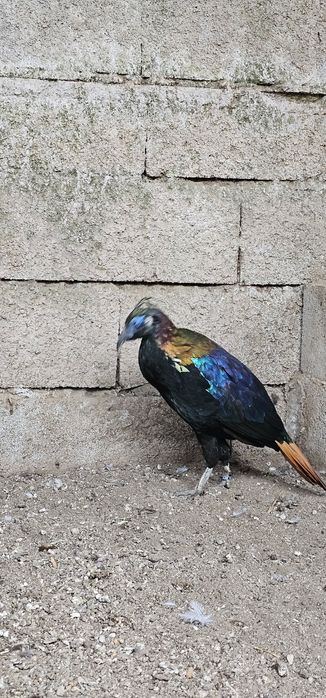 Patos \faisões /pavões
