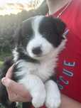 Border Collie suczka