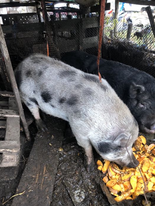 Вьетнамські кнурики