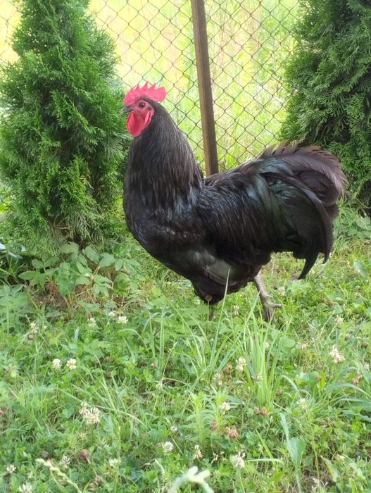 Kogut australorp australop kury