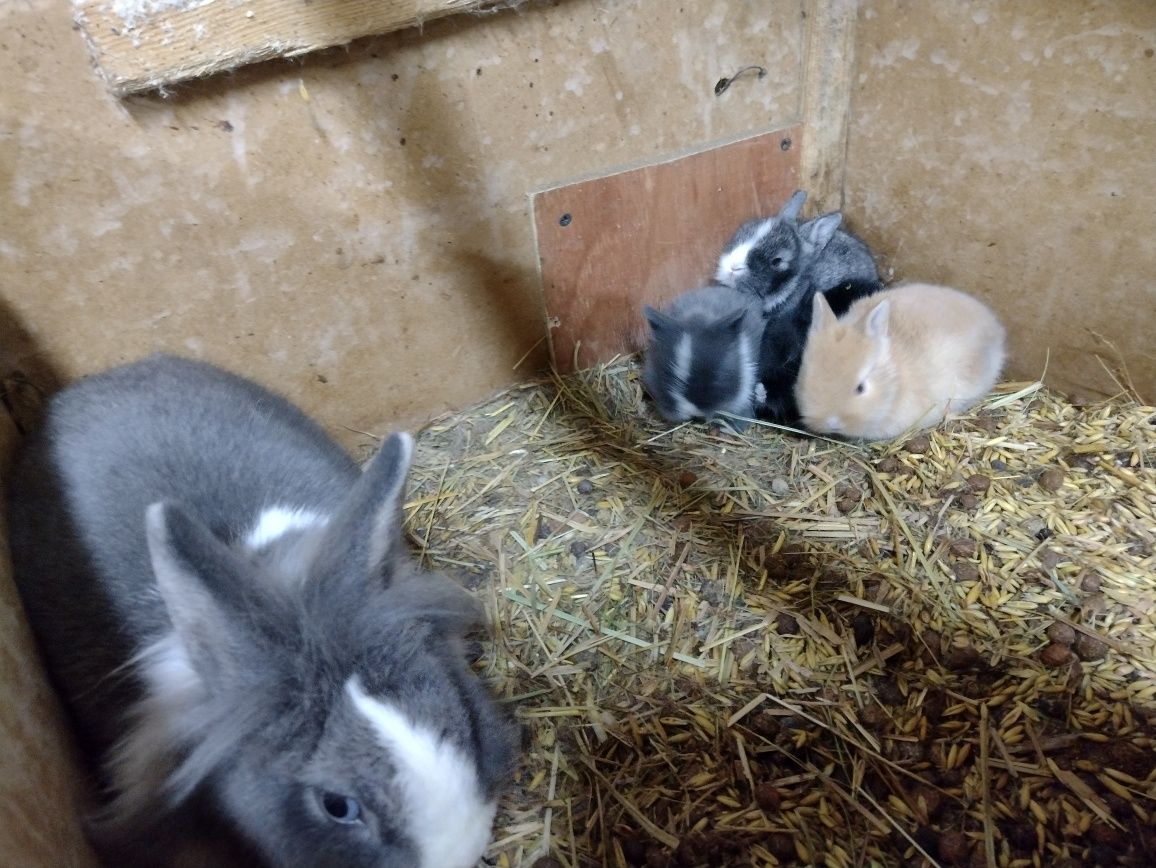 Miniaturki   Lewki młode króliki