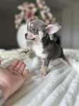 Chihuahua chłopiec