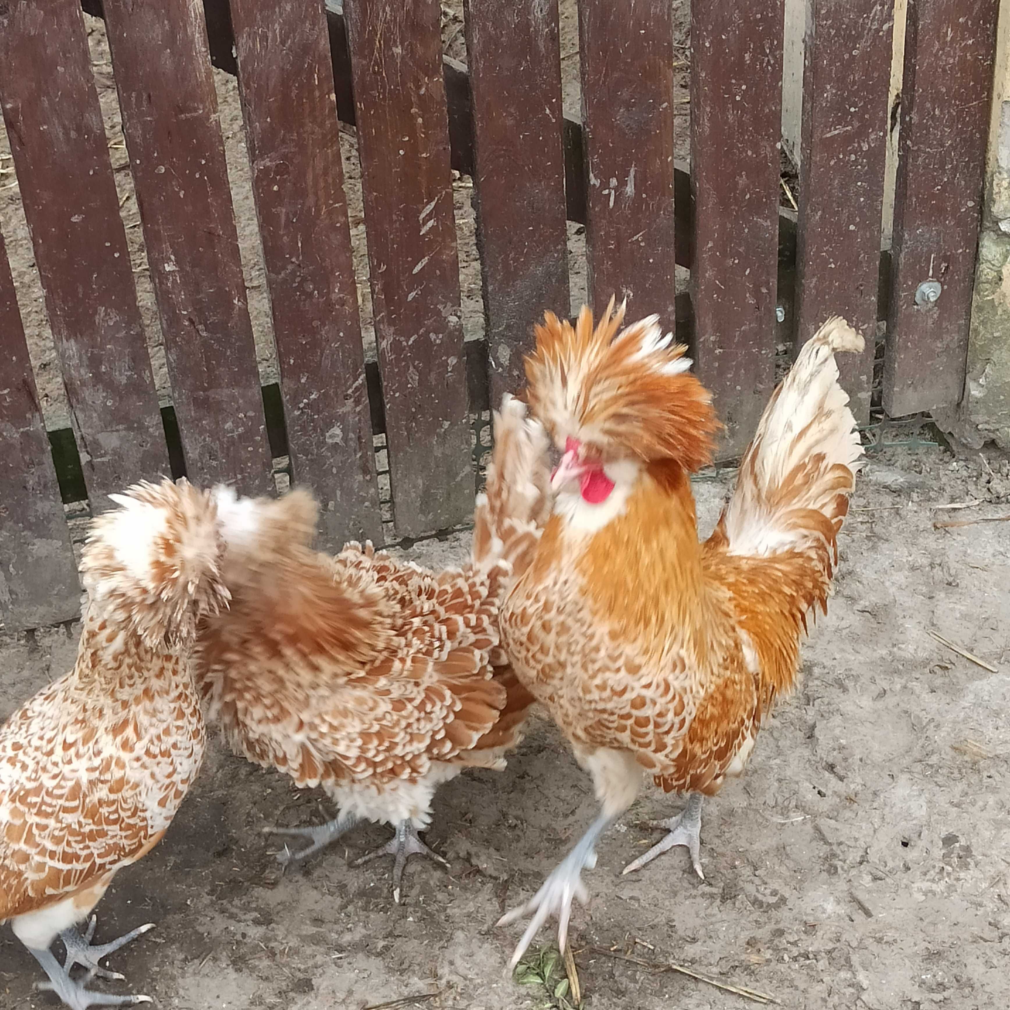 Czubatka polska wielbłądzia jajka lęgowe