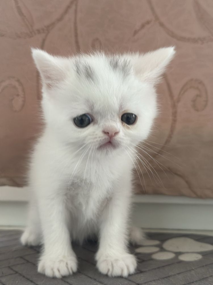 Кот Екзот, білі, руде і сіре, хлопчики та дівчатка