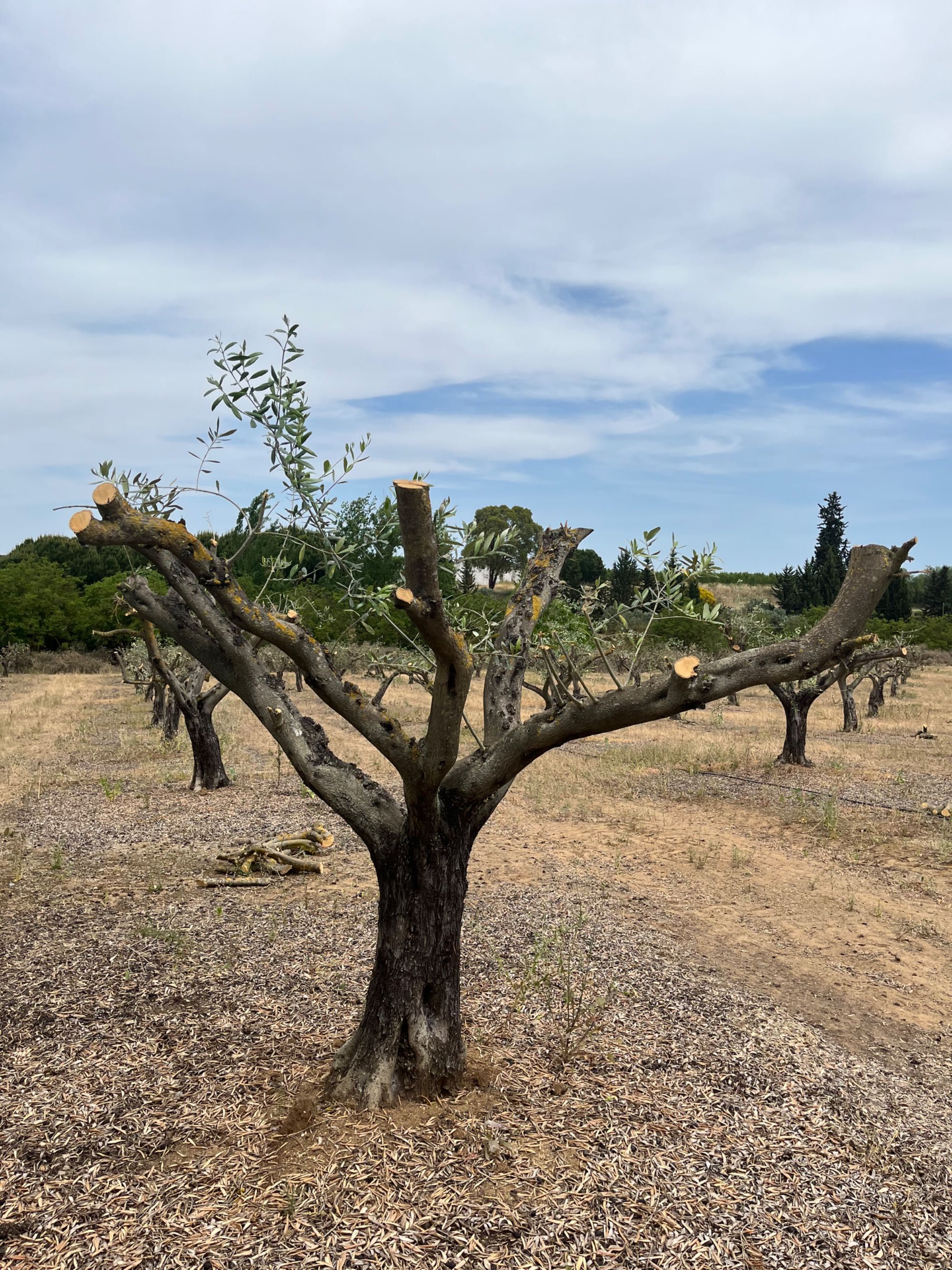 Oliveiras pequenas