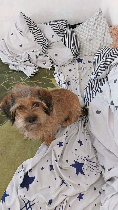 Oddam suczkę ,mieszańca jamnika