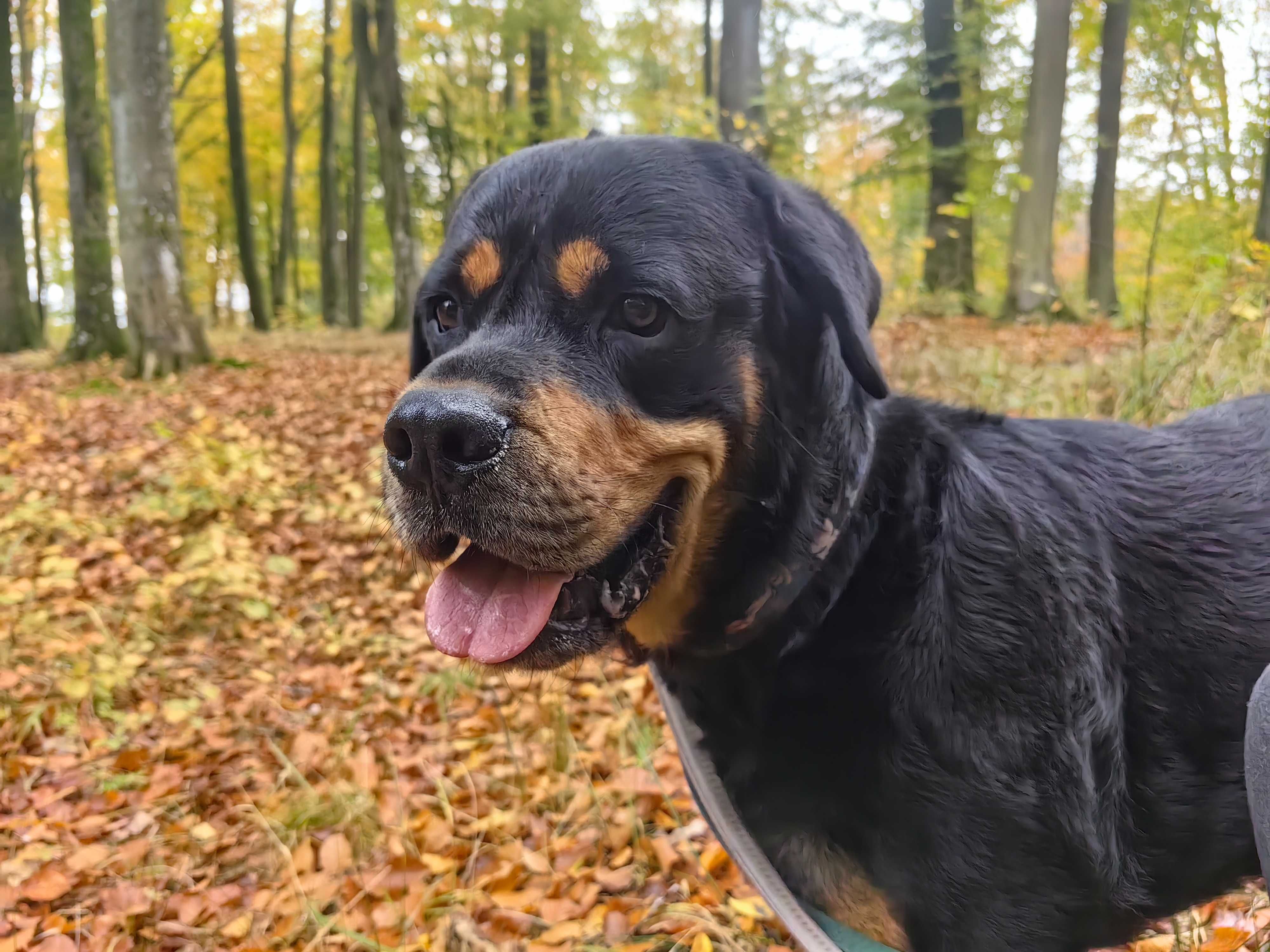 Pimpuś w typie Rottweilera