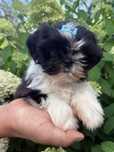 Shih Tzu Piesek*