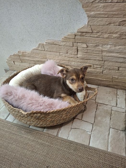 Щеня шоколадка буде невеличка 3 міс