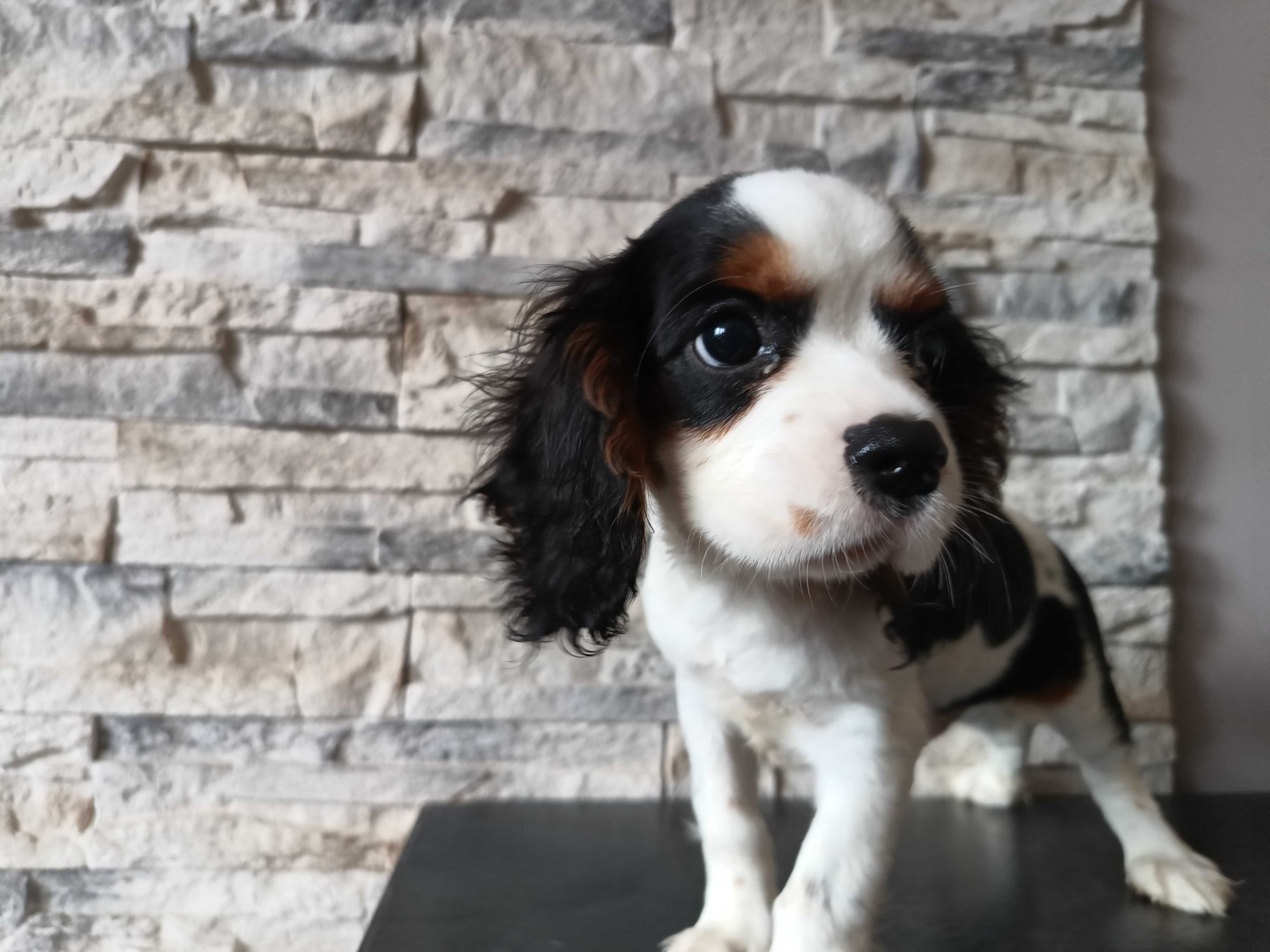 Cavalier King Charles Spaniel