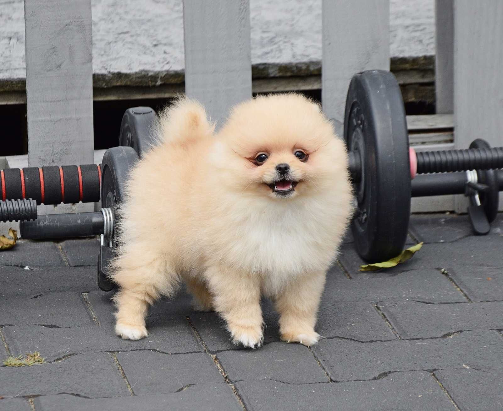 Piesek Pomeranian- Oskar- gotowy na kochający dom