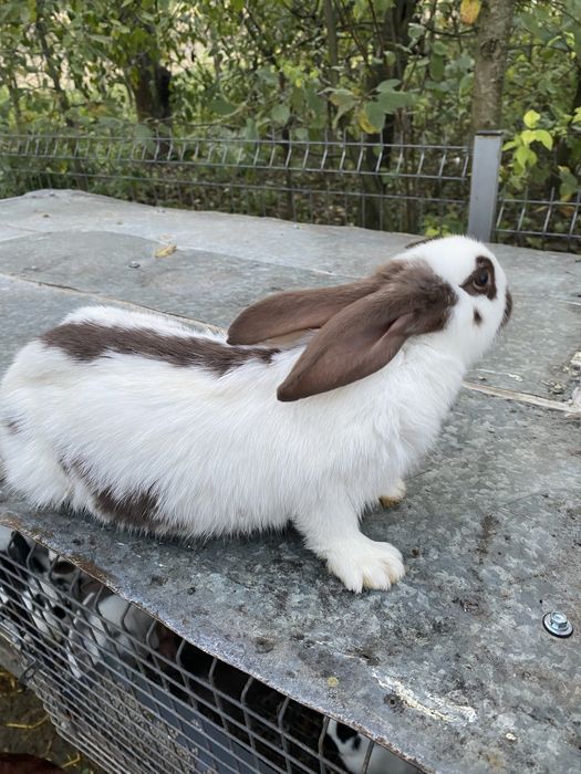 Кролики великі та маленькі