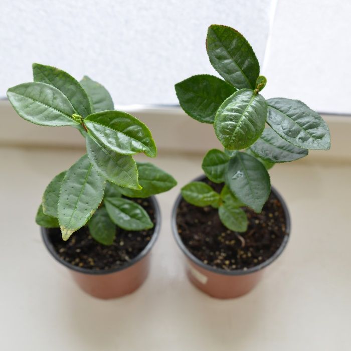 Кущ чайного дерева, Камелія китайська. Сamellia Sinensis.Чай