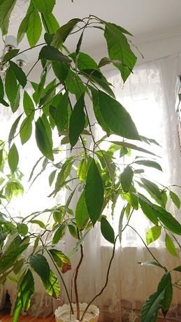 awokado avokado drzewo wielkie wieloletnie 3 metry