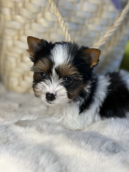 Дуже милий та красивий міні хлопчик бівер з документами КСУ