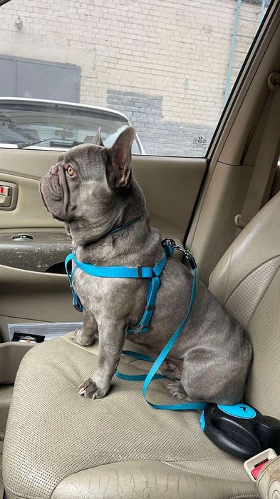 Вязка французский бульдог