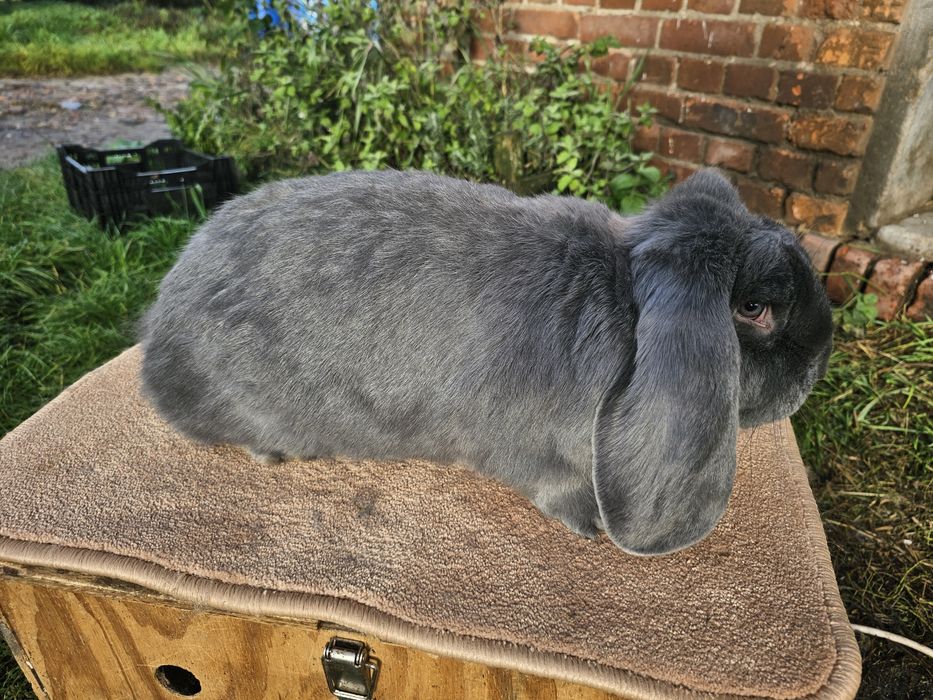 Francuski Baran Niebieski FBN samica RODOWÓD