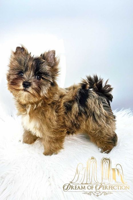 Chłopiec Merle Yorkshire Terrier