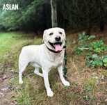 Labrador biszkoptowy 2 letni do oddania