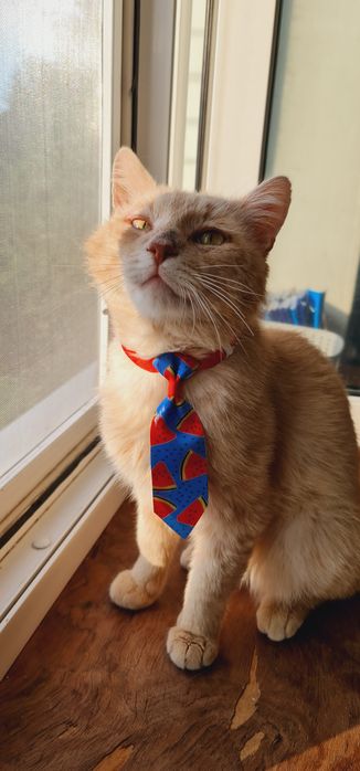 Рожевий котик Персушка